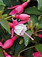 Fuchsia Patio Princess